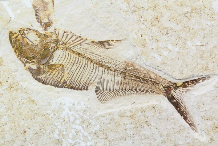 Detailed, Diplomystus Fossil Fish - Wyoming #56236